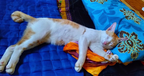 cute ginger cat is sleeping on the carpet with human pillow and blanket