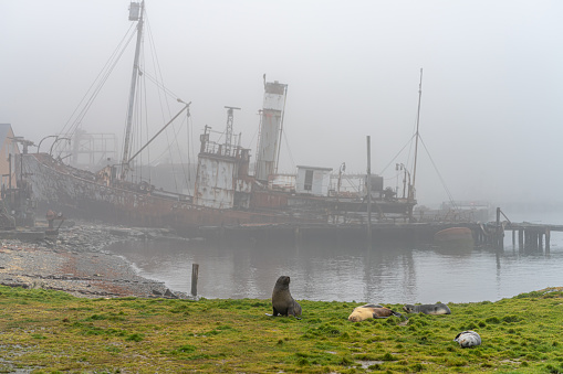 Old, rusty whaling ships and processing facilities at a now abandoned whaling station in Grytviken -on the island of South Georgia.