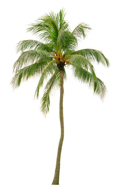 istock Beautiful coconut palm tree isolated on white background. Suitable for use in architectural design or Decoration work. 1448288794