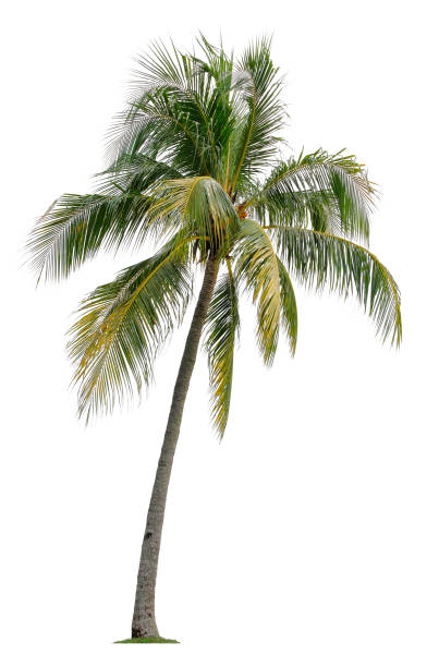 istock Beautiful coconut palm tree isolated on white background. Suitable for use in architectural design or Decoration work. 1448288814