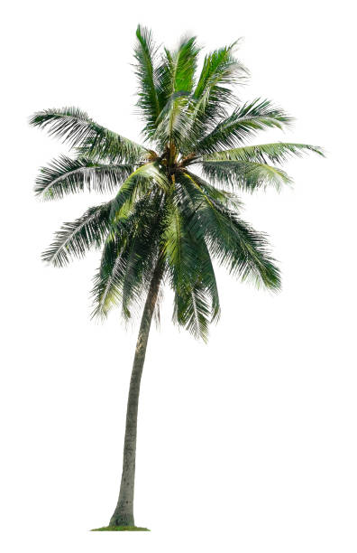istock Beautiful coconut palm tree isolated on white background. Suitable for use in architectural design or Decoration work. 1448288818