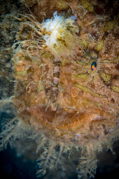 istock Shaggy frogfish camouflaging on coral reef 1448289592