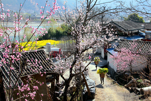 Fruit tree's flowers, rape flowers and tradition house along the Jinsha River. Photo in 03/11/2022, Lijiang, Yunnan