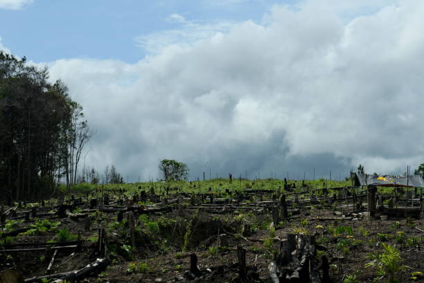 istock Slash-and-burn for vegetable farming 1448291231