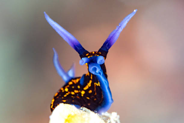 Colorful nudibranch Seaslug on Coral reef Beautiful nudibranch making its way across healthy coral reef mollusca stock pictures, royalty-free photos & images