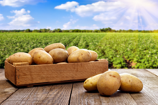 potatoes in wooden crate on table with green field on background