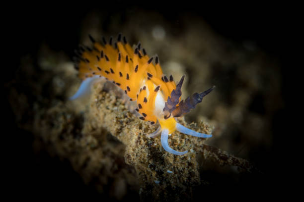 istock Colorful nudibranch Seaslug on Coral reef 1448292274