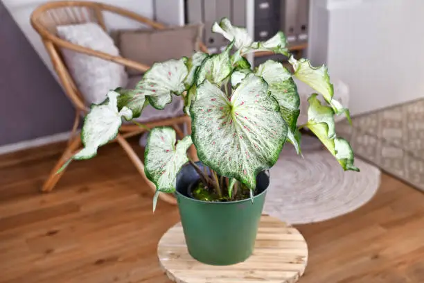 Potted topical 'Caladium Candyland' houseplant with beautiful white and green leaves with pink freckles on table