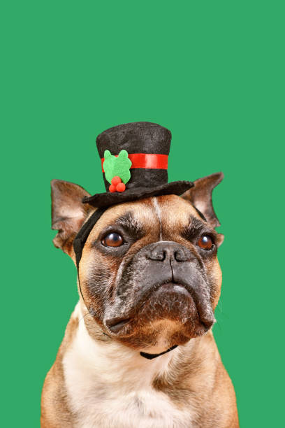 istock French Bulldog with snowman top hat 1448292646