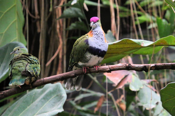 istock A view of a Cape Capped Emerald Dove 1448293712