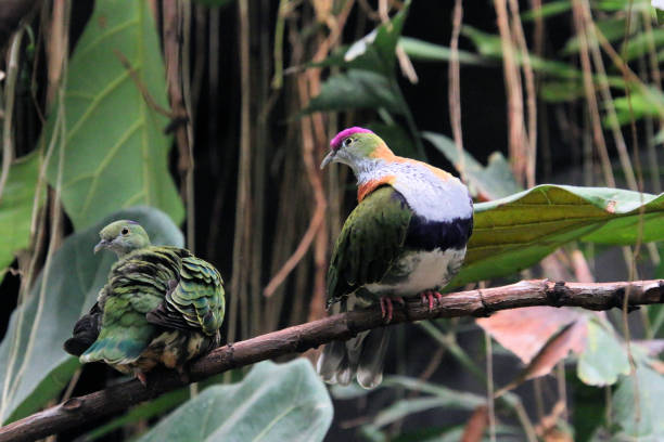 istock A view of a Cape Capped Emerald Dove 1448293716
