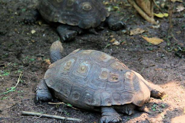 istock A view of a Tortoise 1448294539