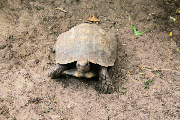 istock A view of a Tortoise 1448294543
