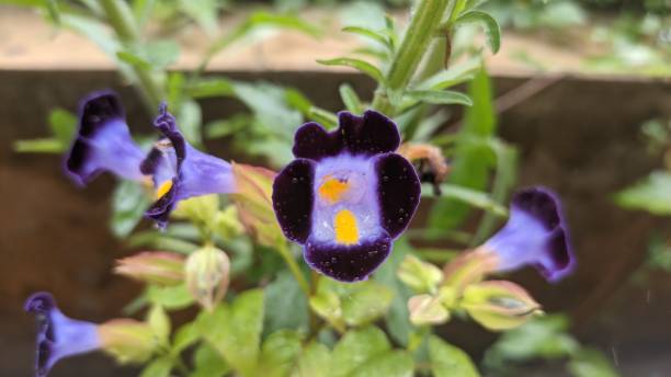 istock Beautiful purple flower's photo 1448294564
