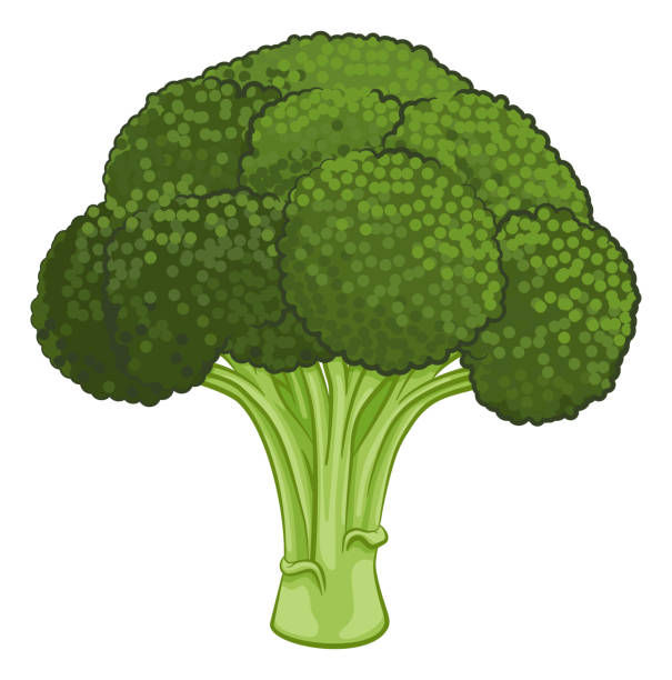 ilustrações de stock, clip art, desenhos animados e ícones de broccoli vegetable cartoon food drawing - cauliflower white backgrounds isolated
