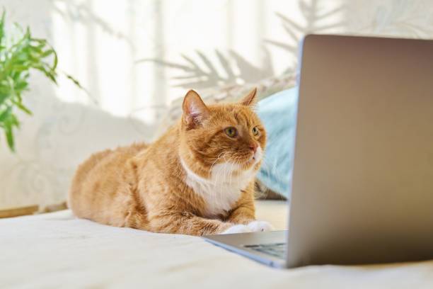 istock Serious focused ginger cat lying at home with laptop 1448297349