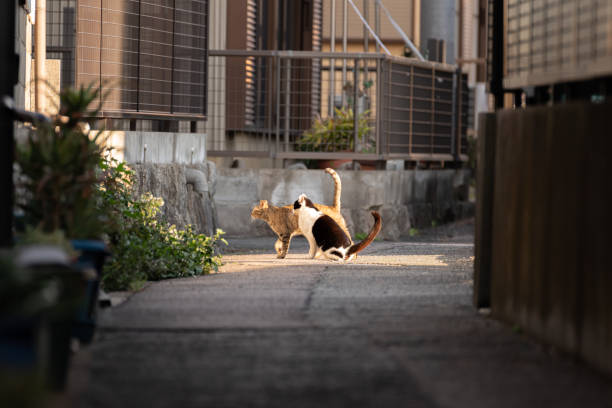 istock cat walking down an alley 1448299485