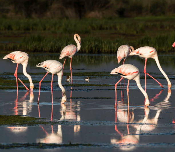 istock Beautiful Greece wildlife  Pictures 1448300284