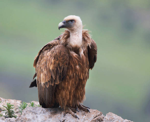 istock Beautiful Greece wildlife  Pictures 1448300331