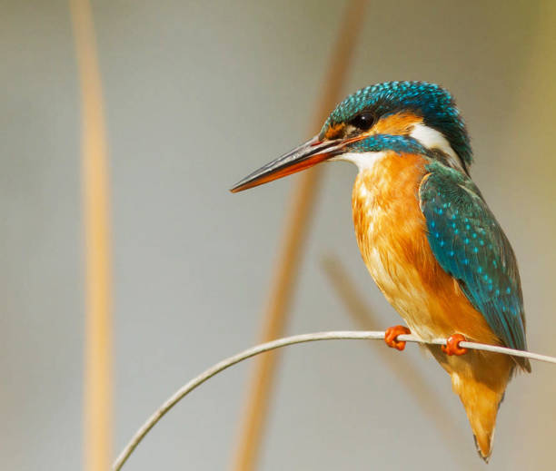 istock Beautiful Greece wildlife  Pictures 1448300410