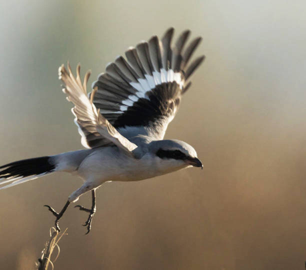 istock Beautiful Greece wildlife  Pictures 1448300493