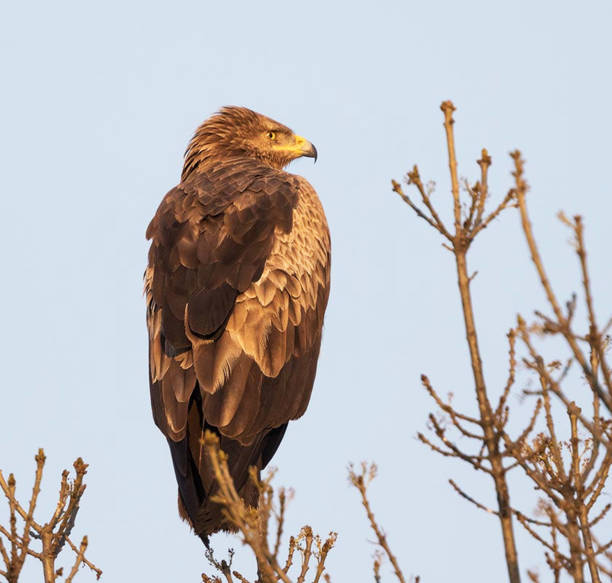 istock Beautiful Greece wildlife  Pictures 1448300548