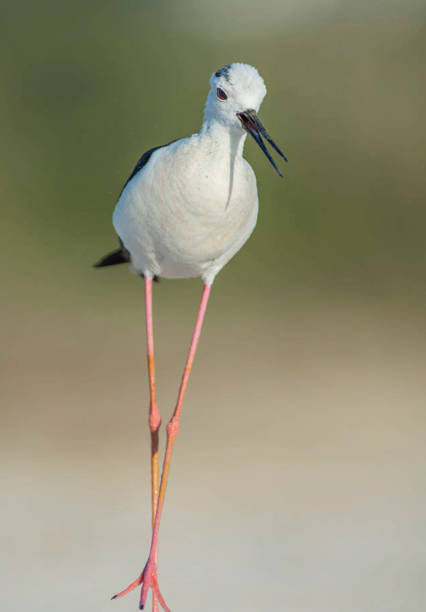 istock Beautiful Greece wildlife  Pictures 1448300662
