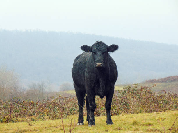 istock Black angus cow in the field in December 1448300686