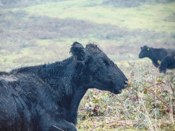 istock Black angus cow in the field in December 1448300922