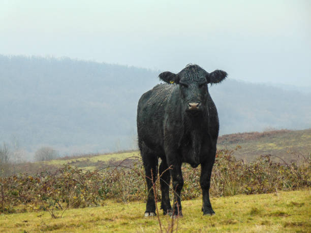 istock Black angus cow in the field in December 1448301207