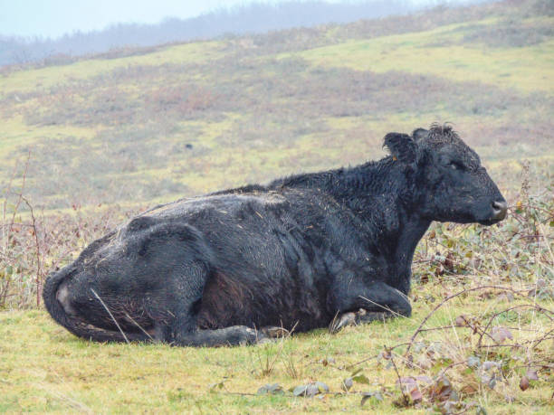 istock Black angus cow in the field in December 1448301242