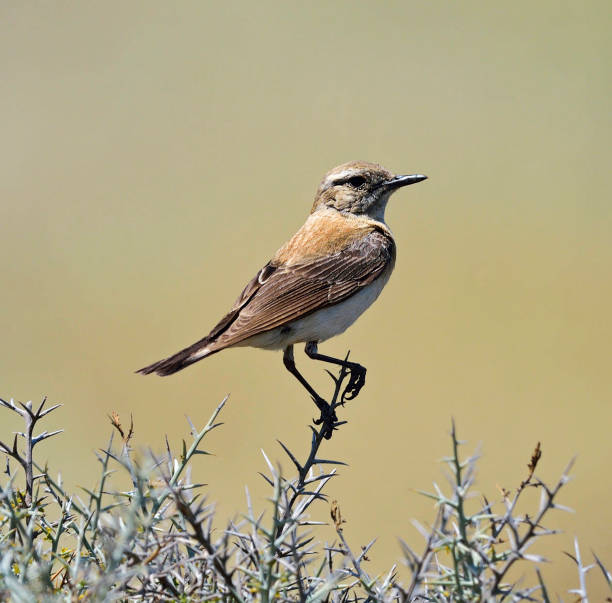istock Beautiful Greece wildlife  Pictures 1448301320