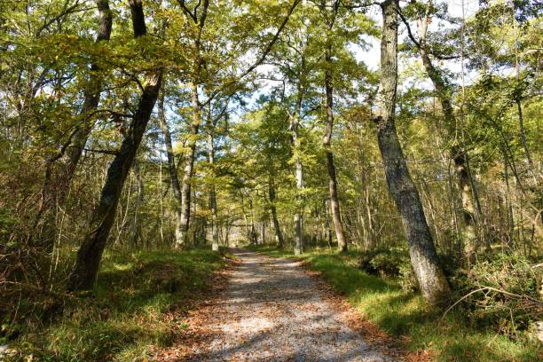 istock Gravel road leading through a turkey oak (Quercus cerris) forest bellow Monte Lanaro 1448302057