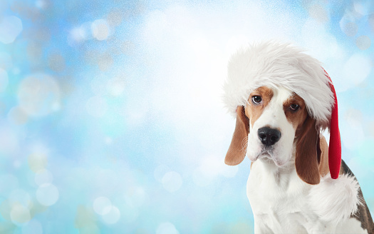 Sad beagle in a Santa hat on a Christmas background. Copy space.