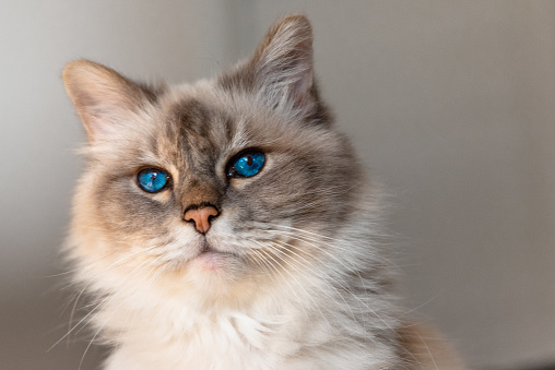 With its sapphire eyes it is considered one of the most beautiful cat breeds in the world