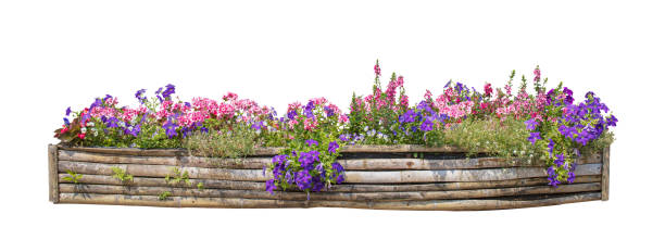 istock Flower bush shrub tree plant isolated tropical plant on white background with clipping path. 1448303330
