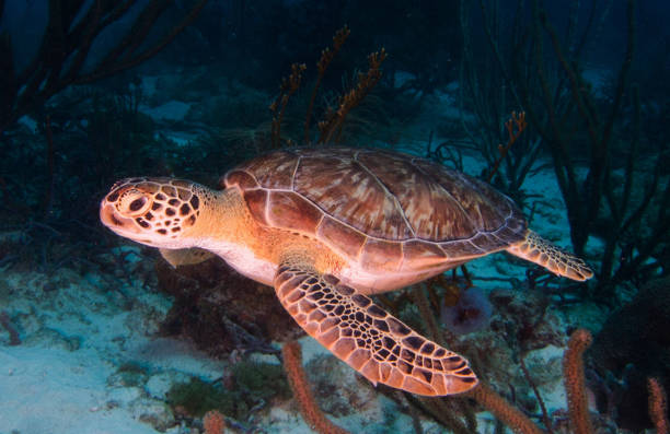 istock Beautiful Aruba underwater Pictures 1448305284