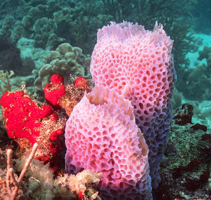 Magical Aruba underwater Pictures