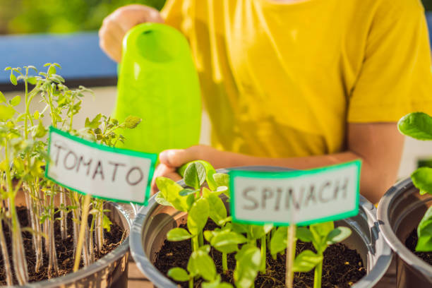 istock The boy is doing gardening on his balcony. Natural development for children 1448305820
