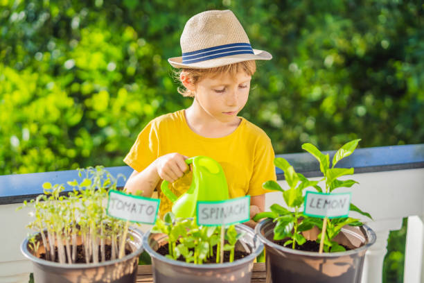istock The boy is doing gardening on his balcony. Natural development for children 1448305821