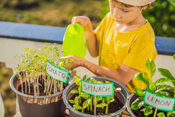 istock The boy is doing gardening on his balcony. Natural development for children 1448305824