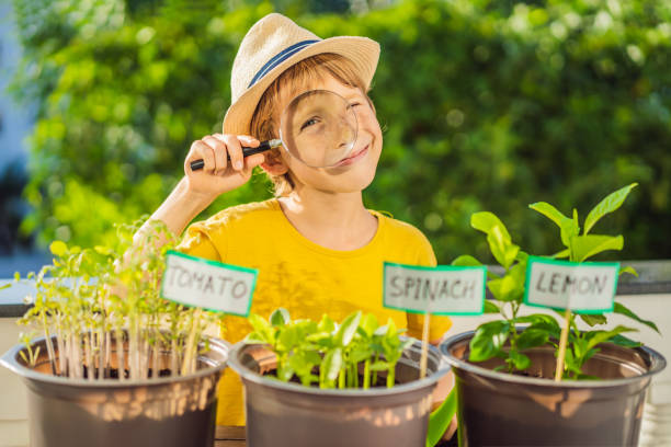 istock The boy studies the plants through a magnifying glass. He is doing gardening on his balcony. Natural development for children 1448305836