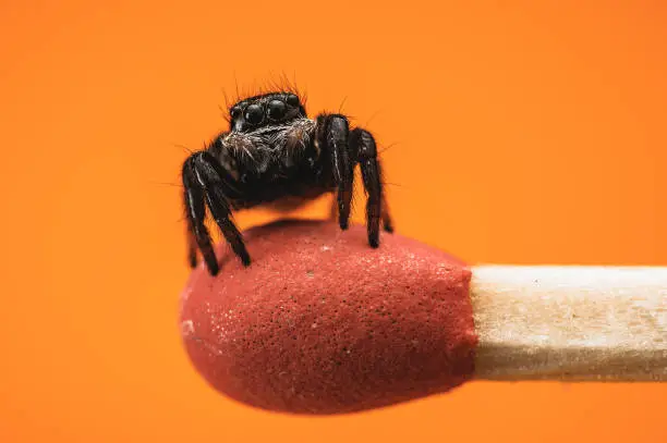 Photo of Jumping spider on top of a match, one color orange background, high detail macro photography, isolated