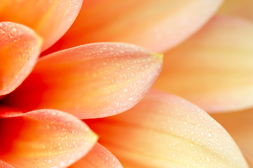 Delicate background of yellow-orange dahlia petals with drops close-up. Great background for your design. Selective focus