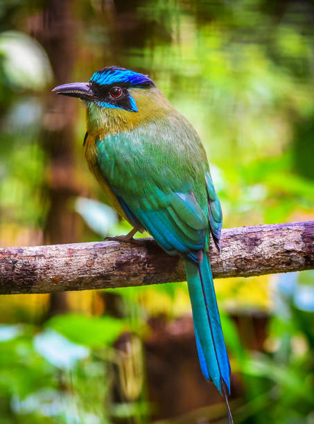 istock Beautiful Belize wildlife Pictures 1448308295