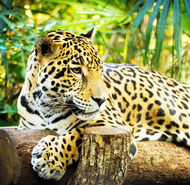 istock Beautiful Belize wildlife Pictures 1448308310