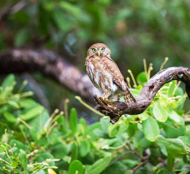 istock Beautiful Belize wildlife Pictures 1448308314