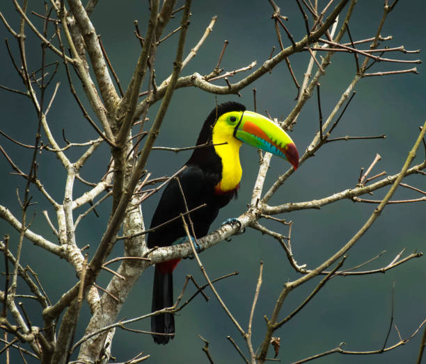 istock Beautiful Belize wildlife Pictures 1448308484