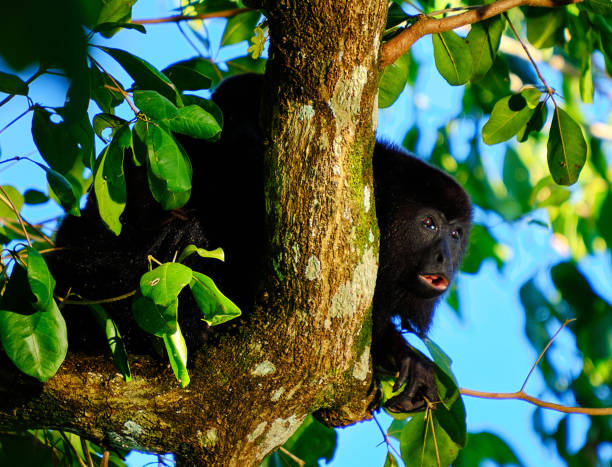 istock Beautiful Belize wildlife Pictures 1448308686