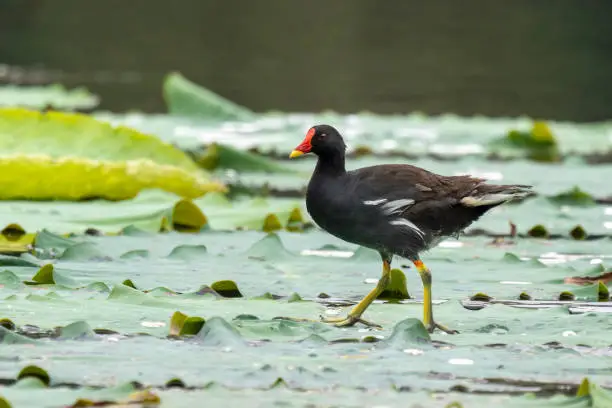 Photo of Close-up of a sitting / standing common moorhen with green backgorund